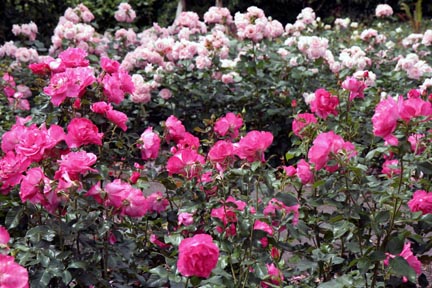 Roses galore.JPG